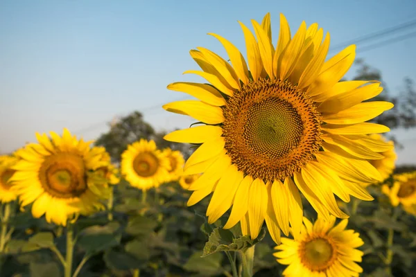 Gros plan tournesol — Photo