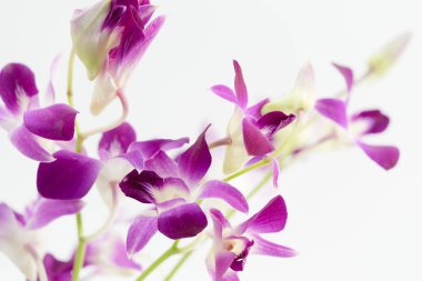 beyaz orkide çiçekleri