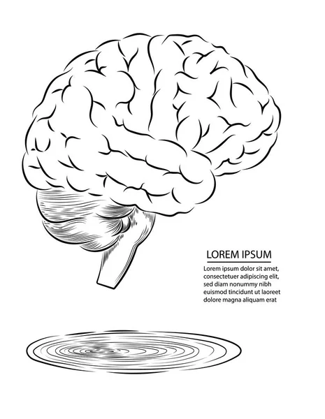 Vue latérale du cerveau — Image vectorielle
