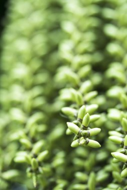 tembul fındık tohum