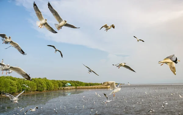 Gabbiani bianchi che sorvolano il mare — Foto Stock