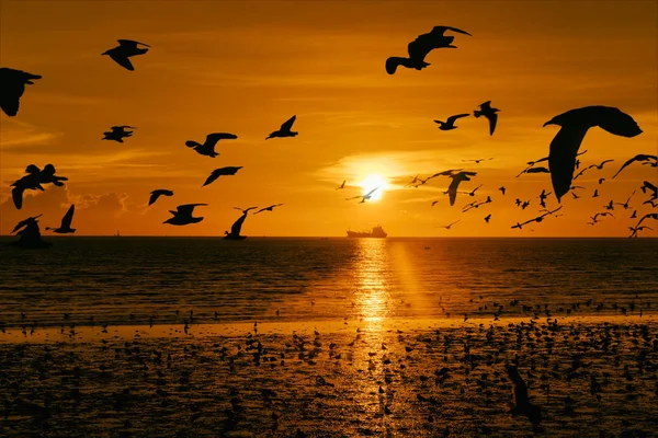 Möwen fliegen über das Meer — Stockfoto