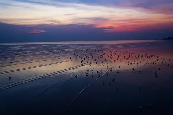 Möwen fliegen über das Meer — Stockfoto