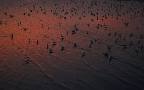 Möwen fliegen über das Meer — Stockfoto