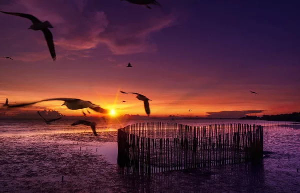 Seagulls flying over the sea — Stock Photo, Image