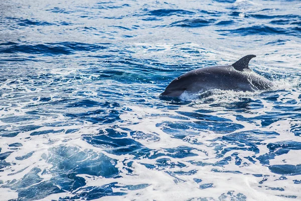 Yunus okyanus su hayvanları