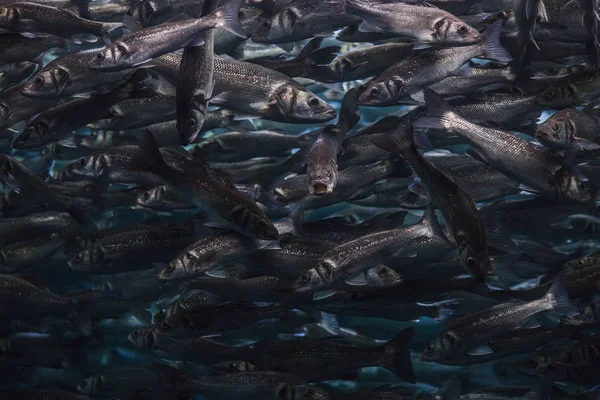 Balık balık balık deniz canlılarının