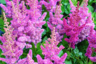 Parlak çiçekli Astilbe bitkisi bahçede / seçici odak.