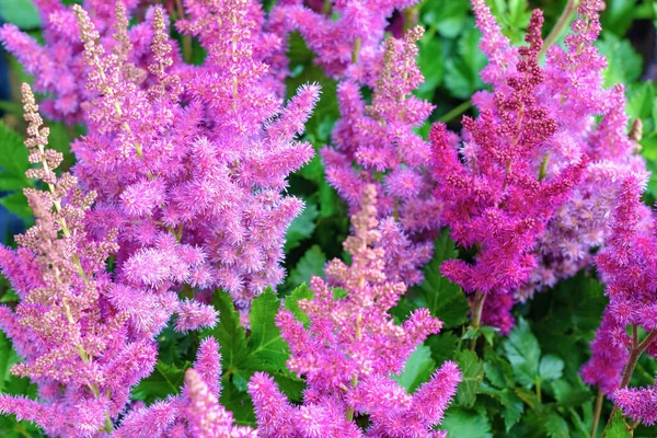 Floração Brilhante Astilbe Planta Jardim Foco Seletivo — Fotografia de Stock