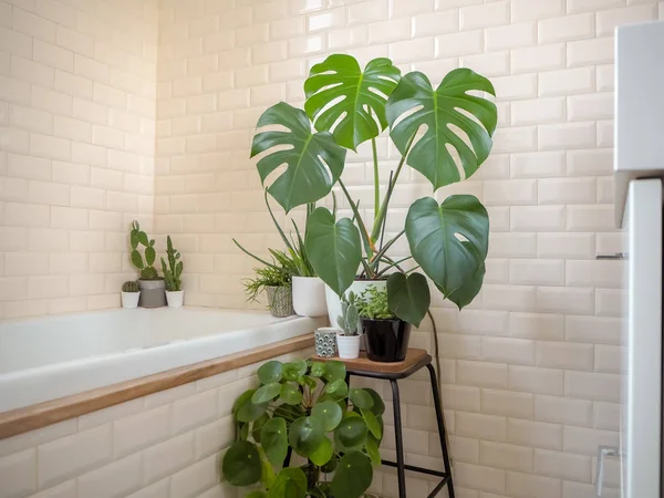 Petite salle de bain lumineuse avec carreaux de métro et une grande variété de plantes vertes en pot créant une oasis de verdure — Photo