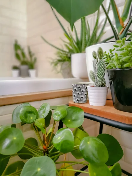 Salle de bain lumineuse avec carreaux de métro et une grande variété de plantes vertes en pot créant une oasis verte — Photo