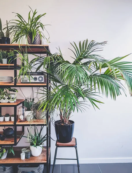 Urban jungle interior with an industrial open shelf cupboard filed with numerous house plants in pots such as cacti, hanging plants, etc