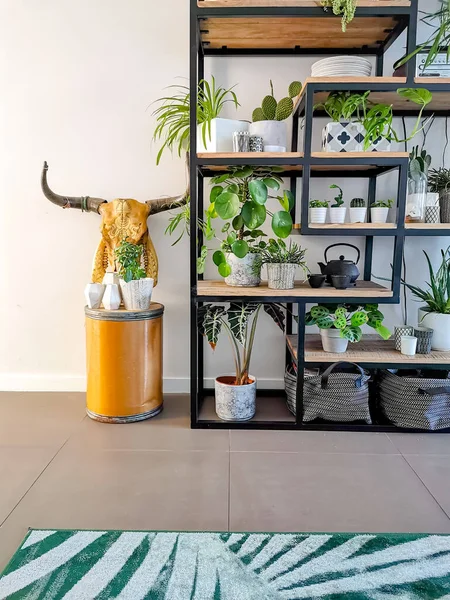 Industrial open shelf cupboard filed with numerous house plants in pots such as cacti, hanging plants, etc creating an indoor garden