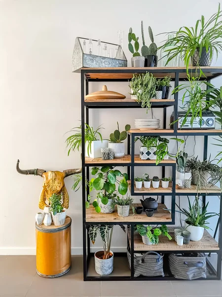Industrial open shelf cupboard filled with numerous house plants in pots such as cacti, hanging plants etc creating an indoor garden