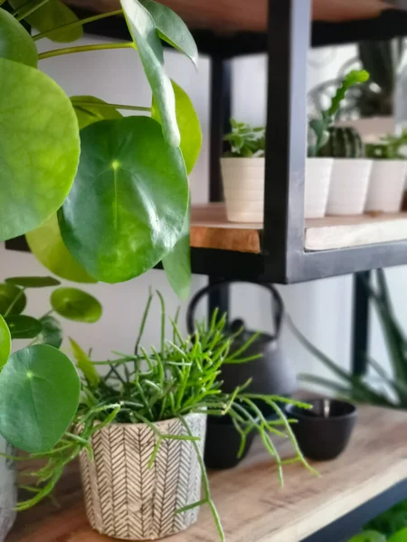 Industrial open shelf cupboard filed with numerous house plants in pots such as a pancake plant or pilea peperomioides creating an indoor garden