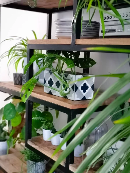 Industrial open shelf cupboard filed with numerous house plants in pots as an indoor garden