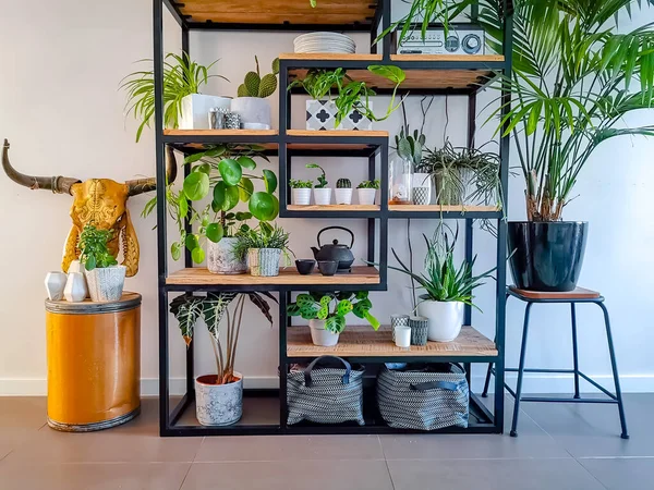 Industrial open shelf cupboard filled with numerous house plants in pots such as cacti, hanging plants, succulents etc creating an indoor garden