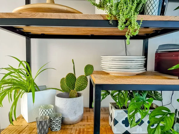 Armoire Industrielle Ouverte Remplie Nombreuses Plantes Intérieur Comme Cactus Dans — Photo