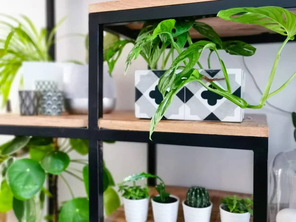 Industrieller Offener Regalschrank Mit Zahlreichen Zimmerpflanzen Töpfen Für Einen Indoor — Stockfoto