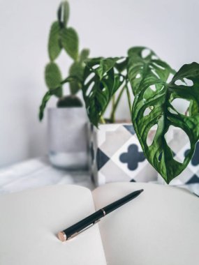 Ofis masasında boş bir defter beyaz arka planda maymun maskesi gibi bitkiler var.