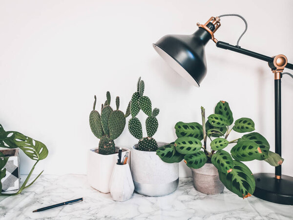 Белый чистый рабочий стол с многочисленными зелеными растениями для расслабляющей рабочей среды без стресса
