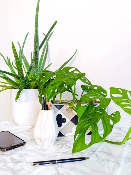 Vit Ren Skrivbord Med Många Gröna Växter För Avkopplande Ingen — Stockfoto