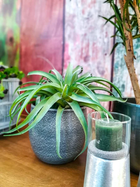 Large bromeliad air plant in a grey pot indoors