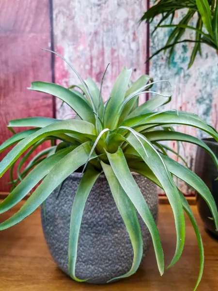 Large bromeliad air plant in a grey pot indoors