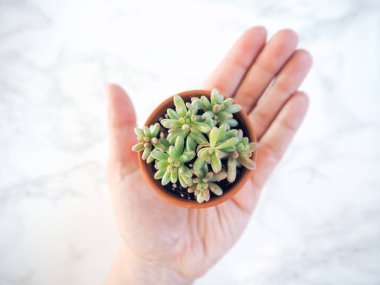 Kafkasyalı bir el, küçük bir terracotta tenceresini elinde tutarken sedum rubrotintcum aurora, genellikle jöleli fasulye bitkisi olarak bilinir, beyaz bir arka plana karşı.