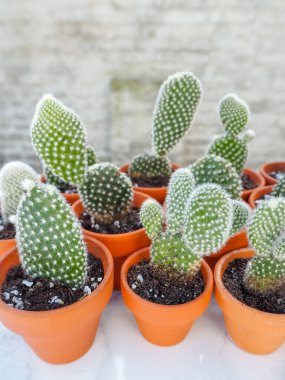 Küçük opuntia mikrodasys kaktüsleri, genellikle tavşan kulağı kaktüsü olarak bilinir, terakotta kaplarında yayılır.