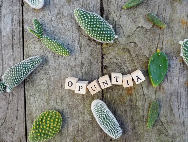 Small pads of the cactus opuntia microdasys, commonly known as bunny ears cactus, on a wooden table with its name in letters