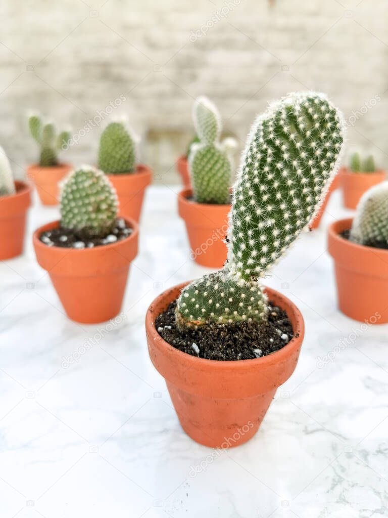 Small opuntia microdasys cactuses, commonly known as bunny ears cactus, propagated in terracotta pots