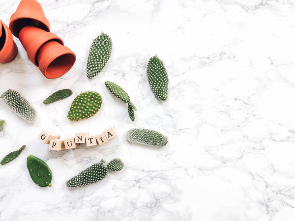 Small pads of a opuntia microdasys cactus, commonly known as prickly pear cactus, on a white marble background ready to be planted in terracotta pots