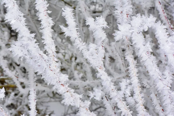 Gelée Sur Les Branches Gros Plan — Photo