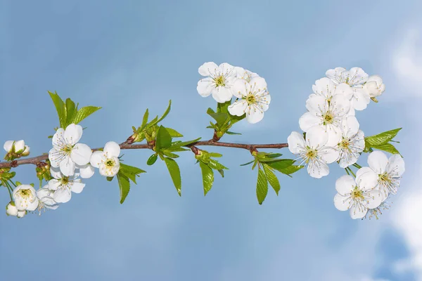 Цвіт Вишні Білі Квіти Фоні Блакитного Неба — стокове фото