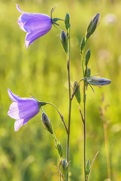 Fiori Blu Campanule Primo Piano Sul Prato — Foto Stock