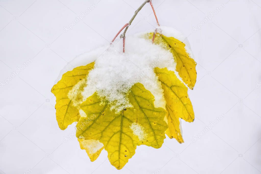 Yellow leaves on a tree hidden in snow.