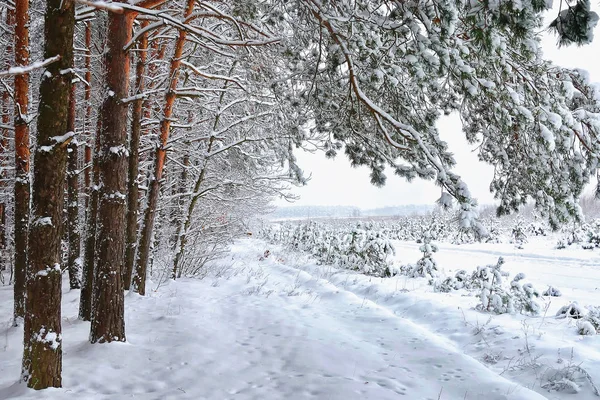 Paisaje Bosque Invierno Árboles Cubiertos Nieve — Foto de Stock