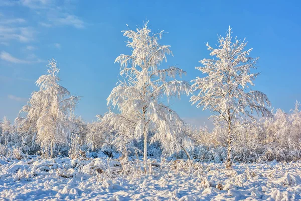 Arbres Dans Neige Dans Parc Hiver — Photo