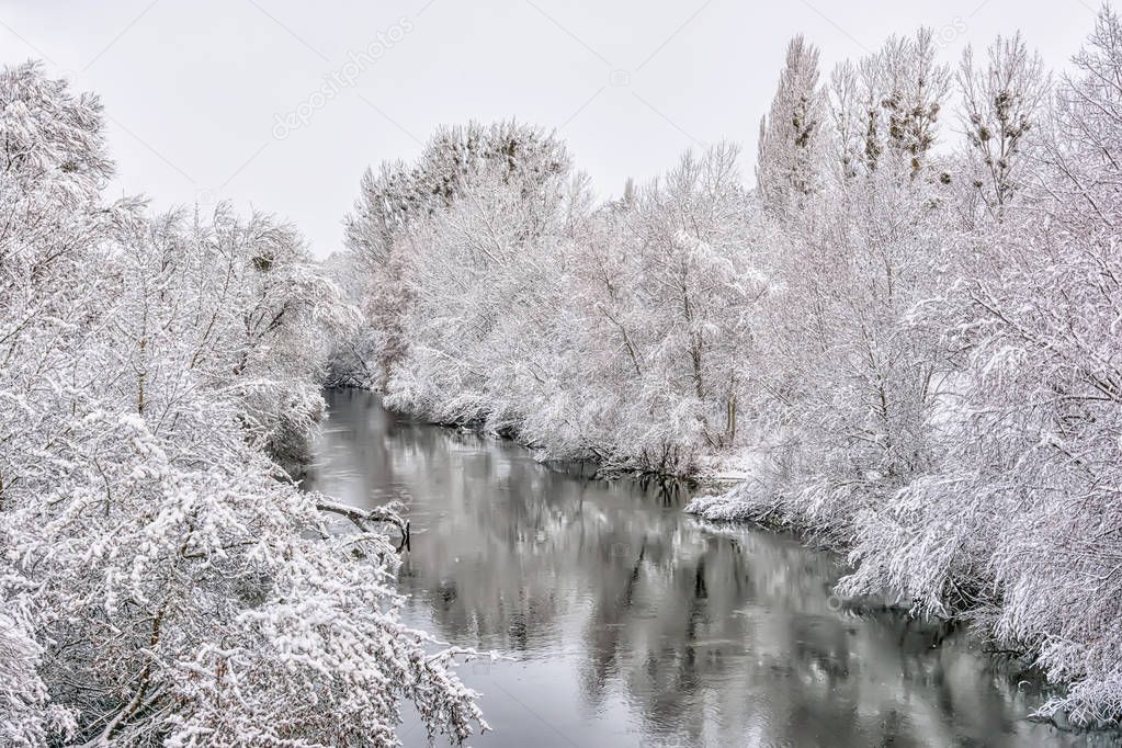 Trees in snow on river bank.