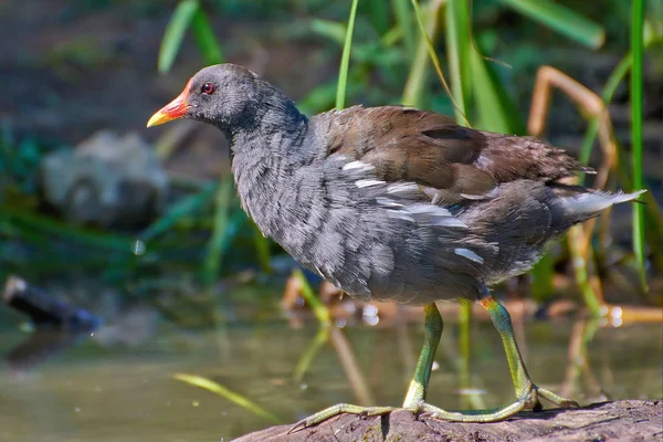 Primo Piano Comune Moorhen Gallinula Chloropus — Foto Stock