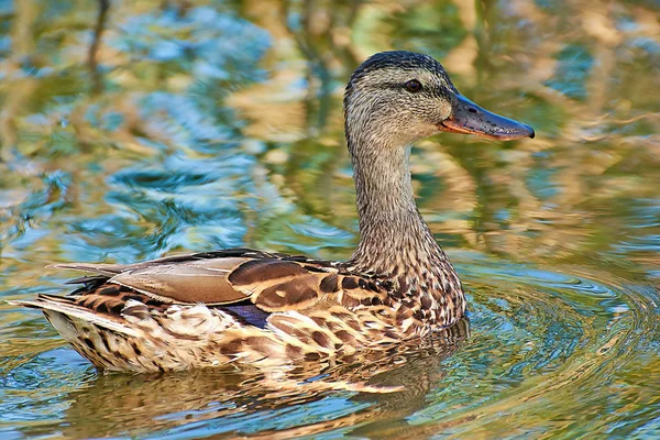 Mallard Clear Waters Lake — Stock Photo, Image