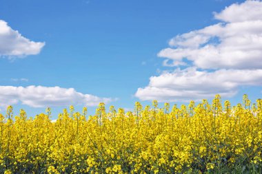 Kanola ve mavi gökyüzü bulutlu ele alan.