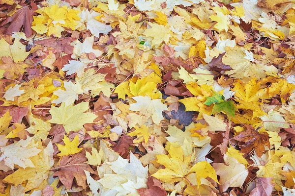 Tło Żółty Autumn Odchodzi — Zdjęcie stockowe