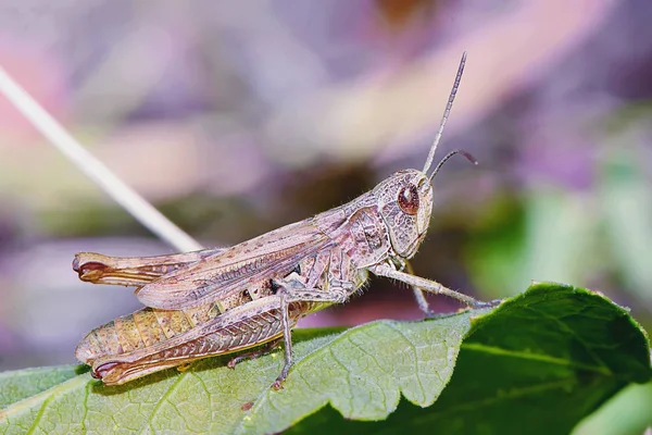 Grasshopper Primer Plano Hoja —  Fotos de Stock