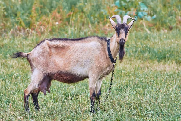 Getbete Ängen Närbild — Stockfoto