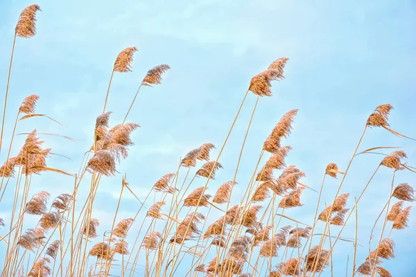 Reeds Contra Céu Azul — Fotografia de Stock