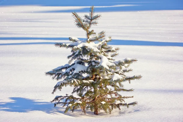 Petit Arbre Dans Neige — Photo