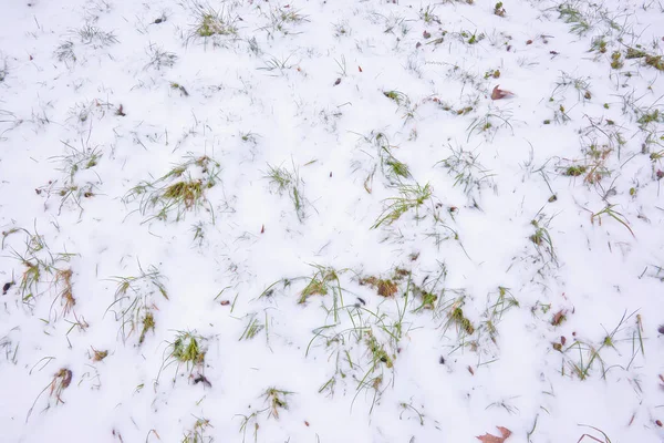 Achtergrond Gras Onder Sneeuw — Stockfoto