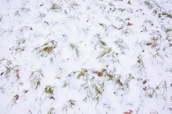 Fundo Grama Sob Neve — Fotografia de Stock